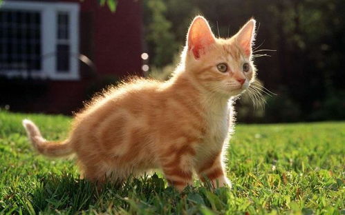 宠物猫怎么吃不胖呢