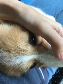 宠物狗脸上黑的怎么办