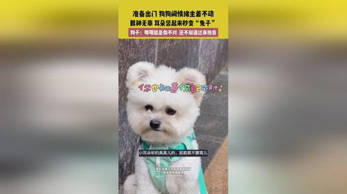 闹情绪的宠物狗怎么办呢