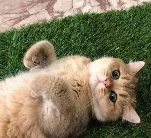 怎么用纸养一只宠物猫呢