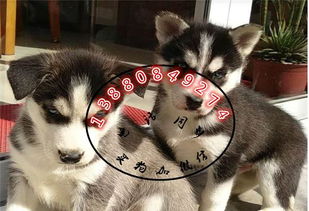 宠物狗祛虫怎么弄的啊