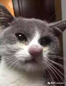 宠物狗被蜜蜂蜇了怎么办