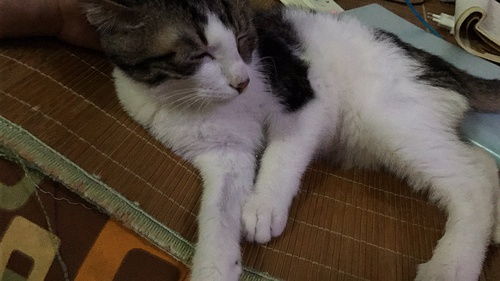 怎么无偿领取宠物猫