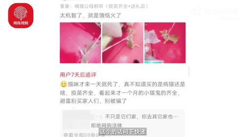 宠物猫都是怎么寄送的