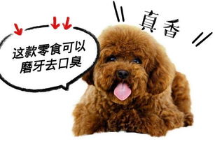 宠物狗不爱叫吗怎么办呢