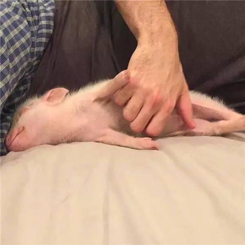 想养一只宠物狗猪怎么办