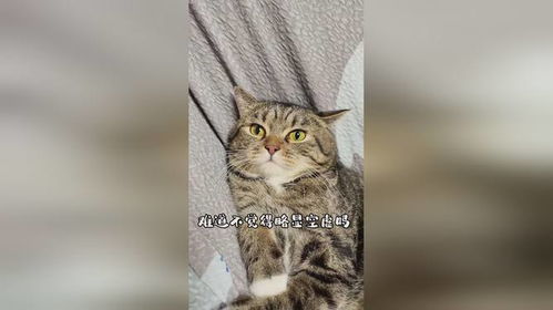 我家宠物猫吃的少怎么办