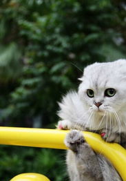 宠物猫总想往出跑怎么办