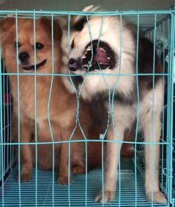 边牧咬宠物狗怎么办啊