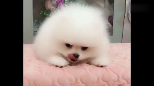 宠物狗受委屈了怎么哄好