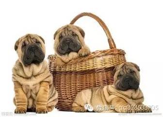 宠物狗甩身子怎么办啊