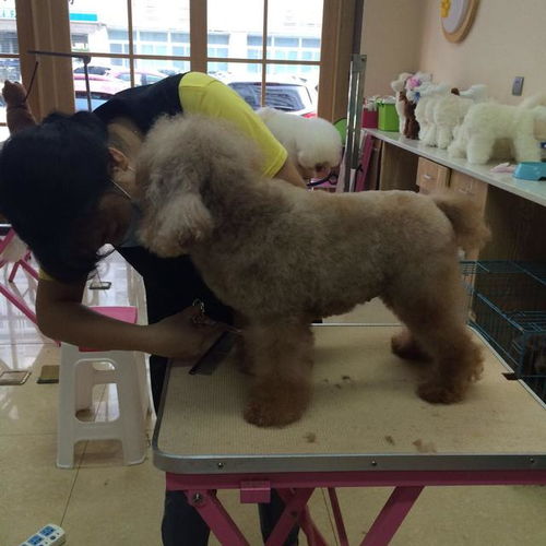 怎么在群里面养宠物狗呢