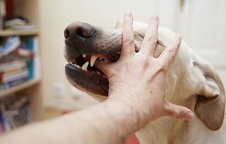 宠物狗怎么会有狂犬病毒