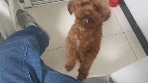 小爱吃宠物狗粮怎么回事
