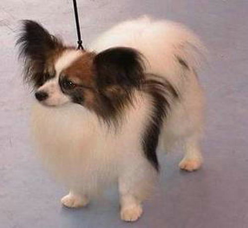蝴蝶犬价格多少钱一只
