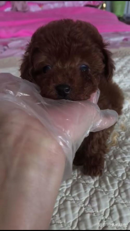 幼犬泰迪一天吃多少