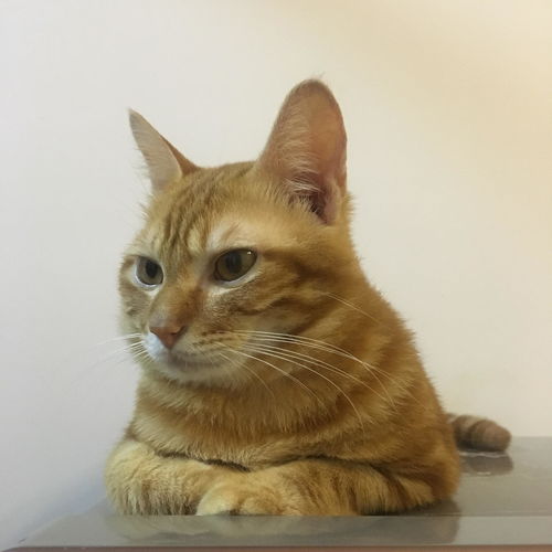 农村宠物猫该怎么养