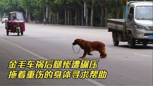 宠物狗被车压了腿怎么办