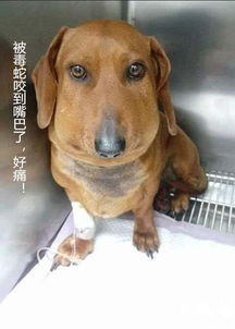 宠物狗毛毛虫蛰了怎么办