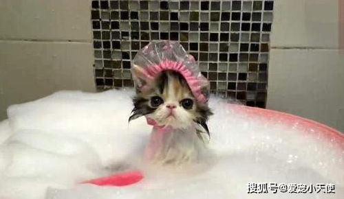 养宠物猫总洗澡怎么办啊