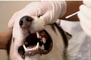 宠物狗牙很毒怎么回事儿