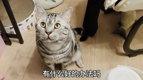 宠物猫在家玩怎么画