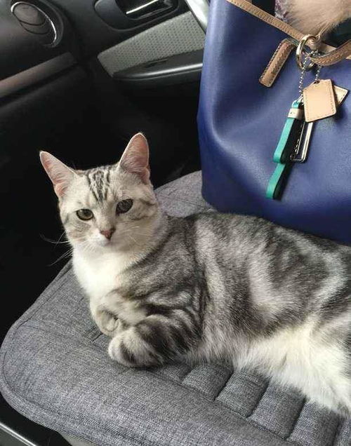 宠物猫外出怎么带