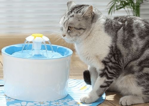宠物猫怎么尿