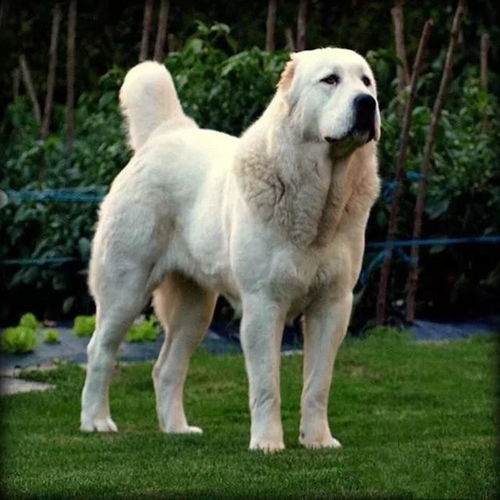 中亚牧羊犬多少钱一只