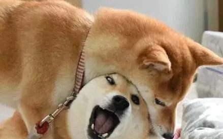宠物狗凶女主人怎么办啊