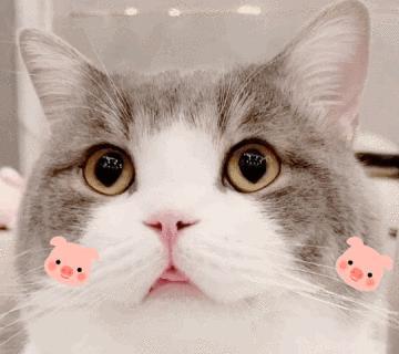 爱不爱你宠物猫怎么办