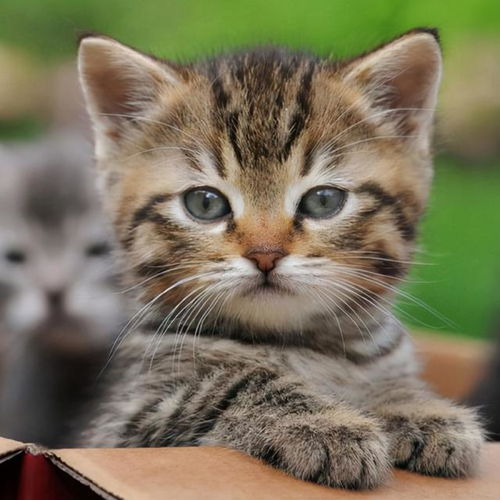 宠物猫生病了怎么照顾