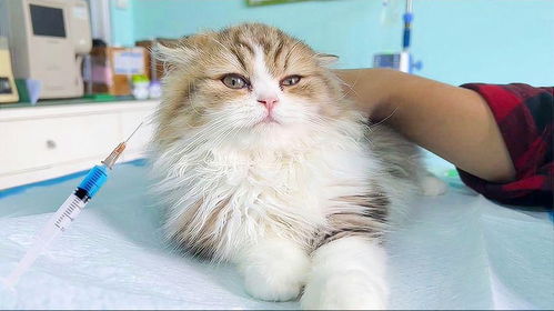 宠物猫要怎么打针