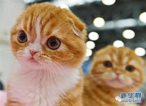 宠物猫怎么运到香港