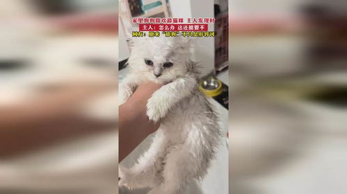 被宠物狗猫舔了怎么办