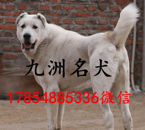 中亚犬多少钱一只