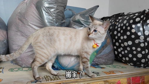 怎么带宠物猫搬家