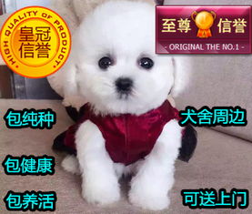 宠物狗吃了塑料纽扣会怎么样