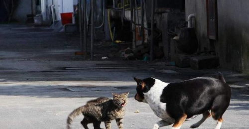 户外怎么携带宠物猫