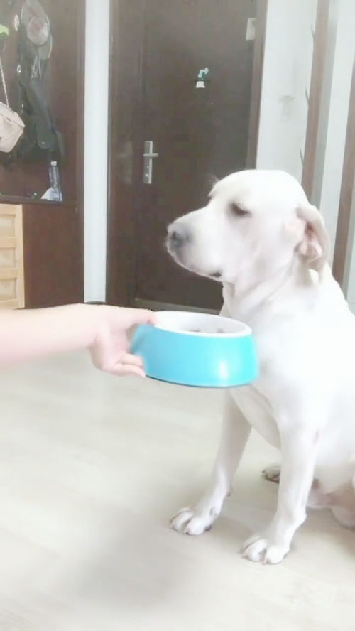 宠物狗吃家里饭怎么办呢