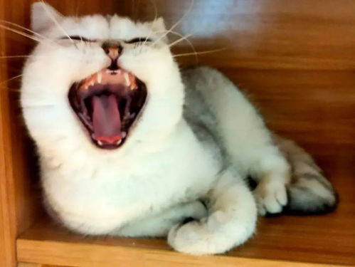 宠物猫亲子照怎么拍