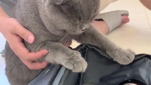 宠物猫孩子怎么养