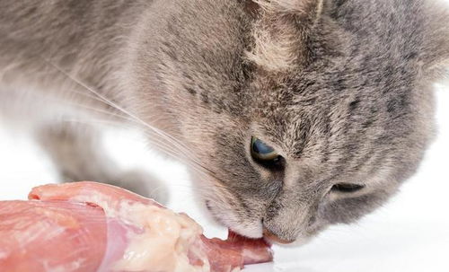 宠物猫吃猫粮怎么吃