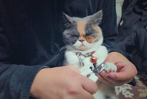 宠物猫怎么洗干净