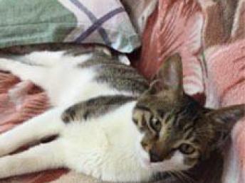 家园宠物猫怎么养