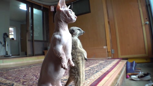 宠物猫鼬怎么养