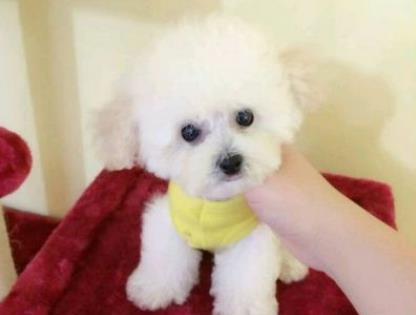 宠物狗怎么选泰迪犬型号