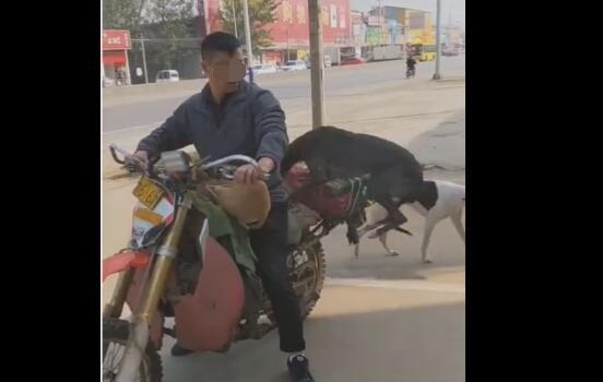 坐顺风车怎么带宠物狗呢