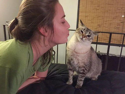 和宠物猫怎么拍照