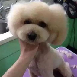 宠物狗去了乡下会怎么样